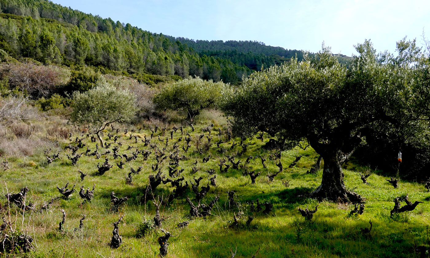 Valdizarbe-hiden-vineyard