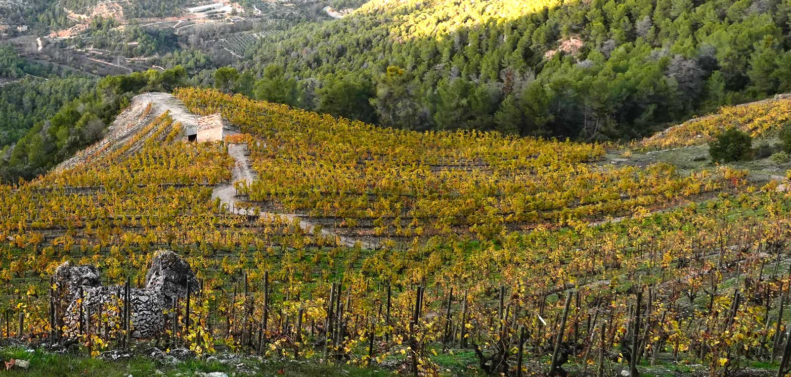 Wineyard Montsant