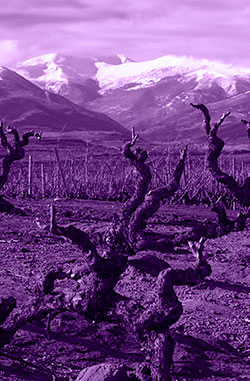 Terroir-in-Alto-Najerilla